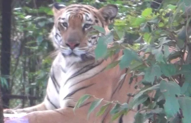 ଫିକା ପଡିଲା ଅଙ୍କିତାର ଜନ୍ମଦିନ ଭେଟି : ୨୪ ଘଂଟା ନ ପୁରୁଣୁ  ନବଜାତ ବାଘ ଛୁଆର ମୃତ୍ୟୁ