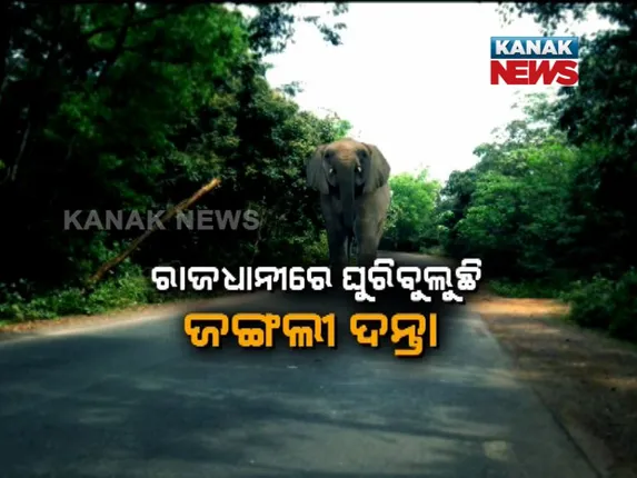 ରାଜଧାନୀରେ ଗଜରାଜ ଆତଙ୍କ : କଲୋନୀରେ ପଶି ପାଚେରୀ ଭାଙ୍ଗିଲା; ସ୍ଥାନୀୟ ଲୋକେ ଆତଙ୍କିତ