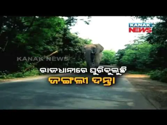 ରାଜଧାନୀ ବାସୀଙ୍କୁ ଆତଙ୍କିତ କଲା ଜଙ୍ଗଲୀ ହାତୀ ! ପାର୍କ ଯାଇପାରିଲେନି ପର୍ଯ୍ୟଟକ