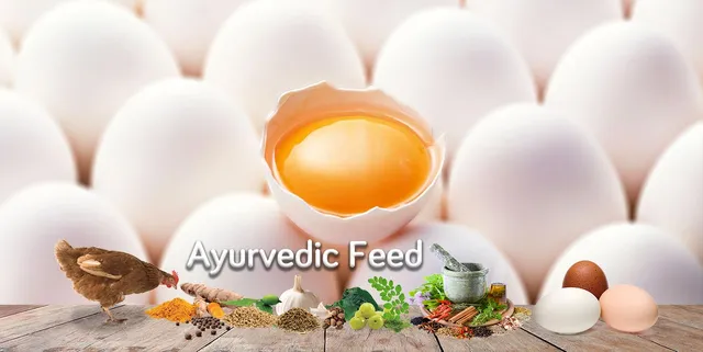 ବଜାରକୁ ଆସିଲା ଆୟୁର୍ବେଦିକ ଅଣ୍ଡା : ହାଡ ମଜବୁତ କରିବା ସହିତ କର୍କଟ ପରି ମାରାତ୍ମକ ରୋଗରୁ ଦେବ ସୁରକ୍ଷା