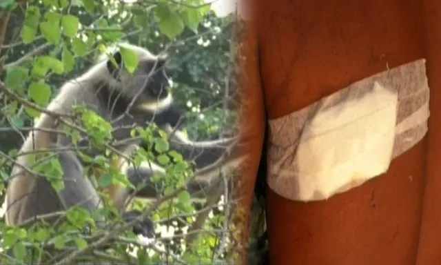 ଅସ୍ତରଙ୍ଗ ମାତିଛି ମାଙ୍କଡ : ୨୫ ଦିନରେ ୩୦ଜଣଙ୍କୁ କଲାଣି ଆକ୍ରମଣ, ଜନ୍ତା ବସାଇଲା ବନବିଭାଗ