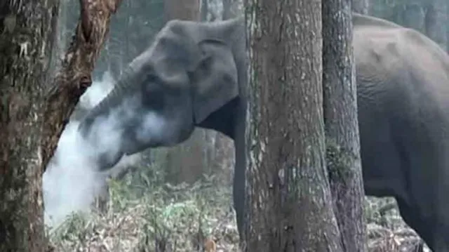 ହାତୀ କରୁଛି Smoking ! ଜାଣନ୍ତୁ ଏହି ଭାଇରାଲ ଭିଡିଓର ସତ୍ୟତା