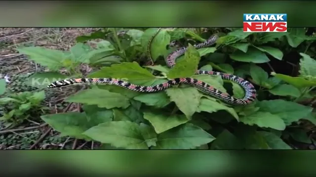 ବାରିପଦା ସହରରୁ ବିରଳ ଉଡନ୍ତା ସାପ ଉଦ୍ଧାର : ଓରନେଟ୍ ଫ୍ଲାଇଂ ସ୍ନେକକୁ ଉଦ୍ଧାର କଲା ଆନିମଲ ରେସ୍କ୍ୟୁ ଟିମ୍, ଜଙ୍ଗଲରେ ଛାଡିଲା ବନବିଭାଗ