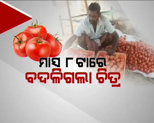 ଟମାଟୋର ଲୁଚକାଳି ଖେଳ ! କେବେ ୧୦୦ ତ ପୁଣି କେବେ ୨ । ମୁଣ୍ଡରେ ହାତ ଦେଲେଣି ଚାଷୀ, ବିଲରେ ସଢୁଛି ବିଲାତି