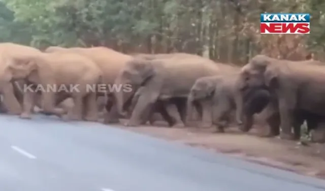 ଶକ୍ତି ବିଭାଗକୁ ହାତୀ ଚନ୍ତା ! ହାତୀଙ୍କ ଗତିବିଧି ଉପରେ ନଜର ରଖିବେ ସ୍ୱତନ୍ତ୍ର ଦଳ,ପ୍ରତି ଜିଲ୍ଲାରେ ନିଯୁକ୍ତ ହେବେ ଏସଡ଼ିଓ ପାହ୍ୟାର ଅଧିକାରୀ ।