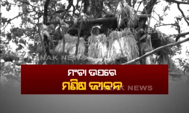 ହାତୀ ଉପଦ୍ରବ ଭୟରେ ଘର ଛାଡିଲେ ଗ୍ରାମବାସୀ ! ଗଛ ଉପର ମଂଚା ପାଲଟିଛି ଶେଷ ଆଶ୍ରୟସ୍ଥଳୀ