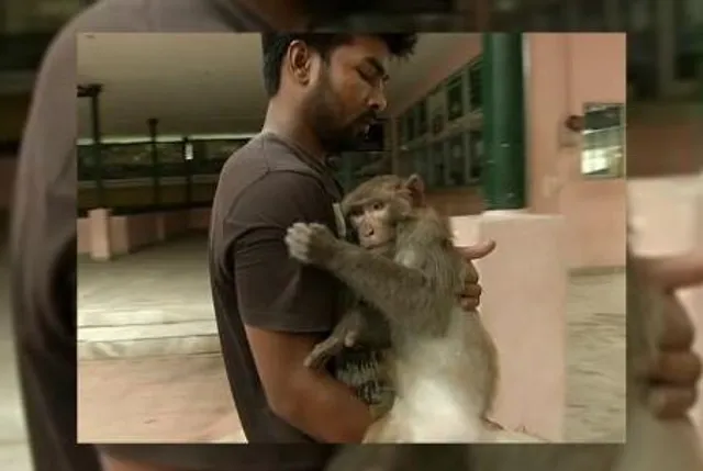 ମରିନି ମାନବିକତା ! ଗୁରୁତର ମାଙ୍କଡ଼କୁ କୋଳରେ ଧରି ମେଡ଼ିକାଲ ମେଡ଼ିକାଲ ବୁଲିଲେ ଯୁବକ, ବଞ୍ଚିଗଲା ମାଙ୍କଡ଼ର ଜୀବନ