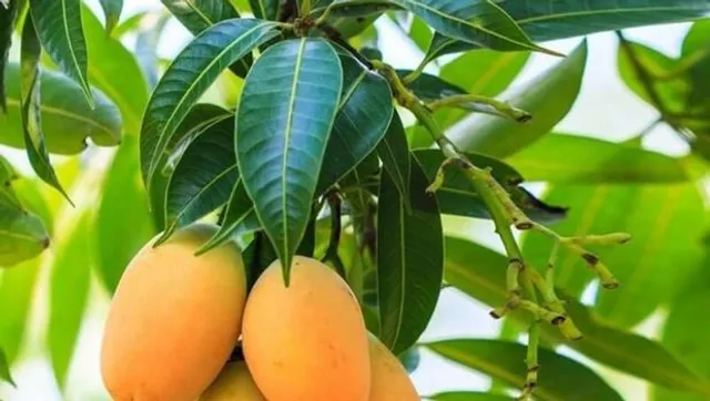 ଶରୀର ପାଇଁ ବେଶୀ ଉପକାରୀ ଆମ୍ବ ପତ୍ର ! ଜାଣନ୍ତୁ କିପରି . . .