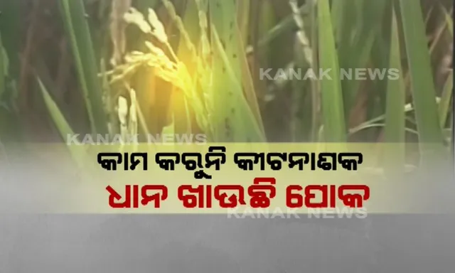 ପୁଣି ଫେରିଲା ଚକଡ଼ା ଚଡକ ! ଧାନ ଚାଷରେ ପୋକ ଲାଗିବା ପରେ ଚିନ୍ତାରେ ସମ୍ବଲପୁର ଜିଲ୍ଲା ଚାଷୀ