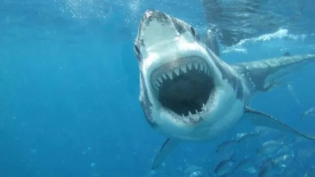 ଏମିତି ଏକ କୀଟ, ଯାହା କାମୁଡିବା ଦ୍ୱାରା ପ୍ରତିଦିନ ୧୦୦୦ରୁ ବି ଅଧିକ ଲୋକଙ୍କ ହୁଏ ମୃତ୍ୟୁ, ସାର୍କ ଠାରୁ ବି ଅଧିକ ବିପଦପୂର୍ଣ୍ଣ । ଆସନ୍ତୁ ଜାଣିବା ଏହି କ୍ଷୁଦ୍ର ପ୍ରାଣୀ ବିଷୟରେ