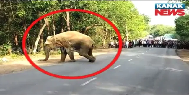 ମାନୁନି ଗଜରାଜ, ଚିନ୍ତାରେ ଚିକିତ୍ସକ । ଢେଙ୍କାନାଳରେ ଟ୍ରେନ ଦୁର୍ଘଟଣାର ଶିକାର ହାତୀର ଚିକିତ୍ସା କରି ନପାରି ଫେରିଲେ ଭୁବନେଶ୍ୱର ଚିକିତ୍ସକ