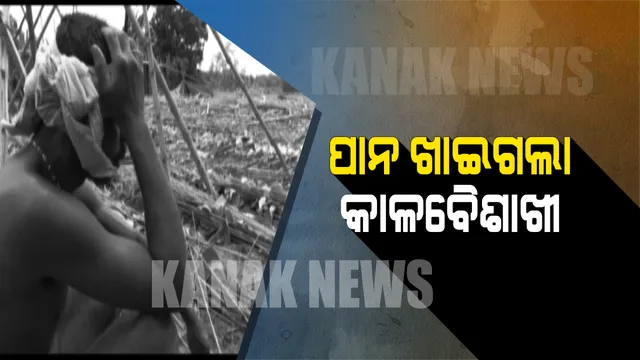 ରାତିରେ ମହମହ ବାସୁଥିଲା, ସକାଳୁ ମାଟିରେ ମିଶିଗଲା ! ଅସ୍ତରଙ୍ଗରେ ପାନ ଚାଷୀଙ୍କ ଅମଳ ଉଜାଡି ଦେଲା ଅଦିନିଆ ଝଡ ତୋଫାନ