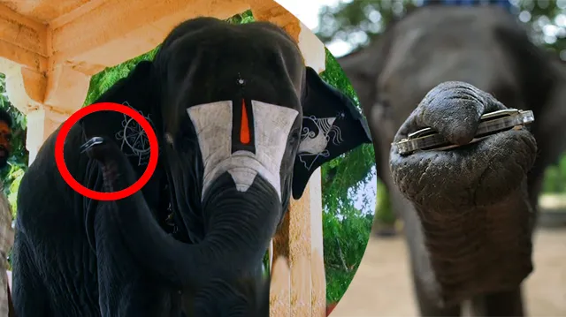 ଲୋକମାନଙ୍କୁ ସଙ୍ଗୀତରେ ବାନ୍ଧି ରଖିଛି ହାତୀ ! ଏମିତି ଏକ ହାତୀ ଯିଏ ବଜାଏ ମାଉଥ ଅର୍ଗାନ ।