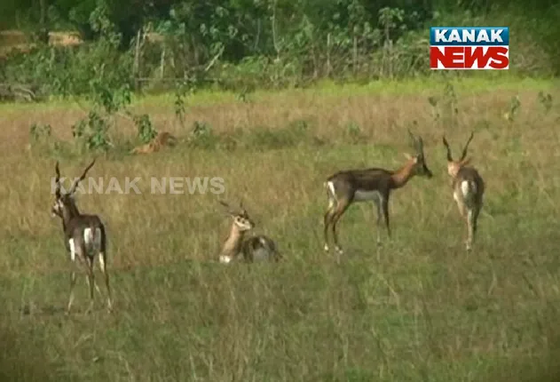 ଓଡ଼ିଶାର କୃଷ୍ଣସାର ମୃଗଙ୍କର କାହାଣୀ ! ଖୋଲା ଆକାଶ ତଳେ ଜନବସତିରେ ନିର୍ଭୟରେ ବୁଲୁଛନ୍ତି, ନା ଅଛି ଶିକାର ଭୟ ନା ସୁରକ୍ଷା ଚିନ୍ତା