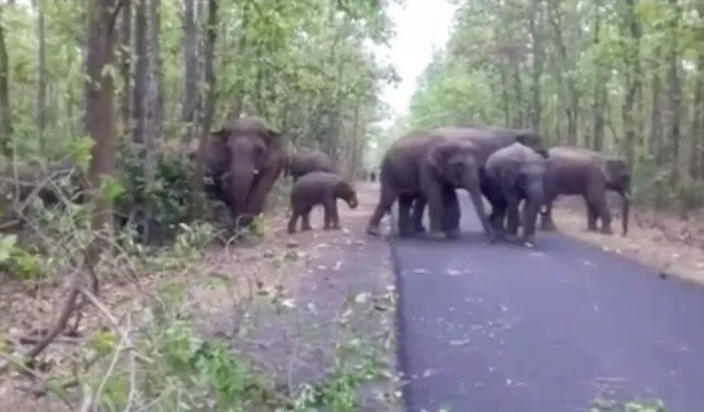 ପୁଣି ଲେଉଟିଲେ ହାତୀପଲ ! କେନ୍ଦୁଝର ଜିଲ୍ଲା ଚମ୍ପୁଆ ରେଞ୍ଜରେ ୨୨ଟି ହାତୀର ରାସ୍ତା ଅବରୋଧ