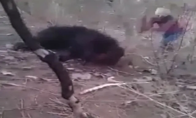 ଟିଟିଲାଗଡରେ ଭାଲୁକୁ ପିଟି ପିଟି ମାରିଦେଲେ ଲୋକେ ! ପୁରୁଣା ଛାତ୍ରାବାସରେ ଲୁଚି ଚଳାଇଥିଲା ଆତଙ୍କ