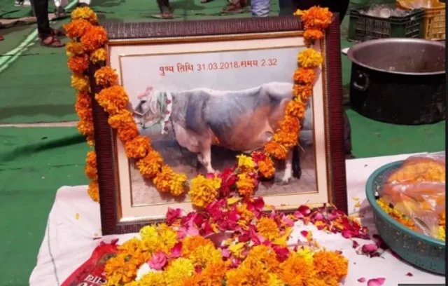 ଭଲ ପାଇବାର ଏକ ନିଆରା ଉଦାହରଣ ! ଗାଈର ମୃତ୍ୟୁରେ ଶୋକ ଦିବସ ପାଳିଲେ ପରିବାର ଲୋକେ, ଶୁଦ୍ଧିକ୍ରିୟାରେ ଯାହା କଲେ ଜାଣିଲେ ଆଶ୍ଚର୍ଯ୍ୟ ହେବେ ।