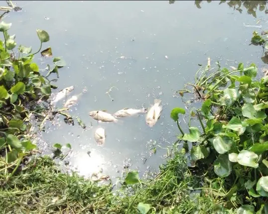 ପାରାଦ୍ୱୀପର ବଟନଦୀରେ ମାଛ ମଡକ : ପାଣିରେ ମରି ଭାସୁଛନ୍ତି ମାଛ, କାରଣ ଅସ୍ପଷ୍ଟ