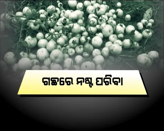 ଚାଷୀ ପାଇଁ କାଳ ହେଲା କାଳବୈଶାଖୀ ! ଫସଲ ଉଜାଡି ଦେଲା ଅଦିନିଆ ବର୍ଷା