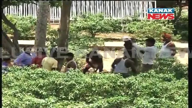 ଶ୍ରୀମନ୍ଦିର ଉପବନରେ ପୋତାଗଲା ଅମୁଣିଆ ପ୍ରସାଦ । ସେବାୟତ ଓ ଶ୍ରୀମନ୍ଦିର ପ୍ରଶାସନ ମଧ୍ୟରେ ବିବାଦ କାରଣରୁ ଠାକୁରଙ୍କୁ ଲାଗି ହୋଇପାରିନଥିଲା ଭୋଗ