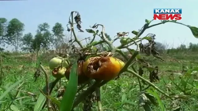 ଫସଲ ଉଜାଡି ଦେଲା କାଳବୈଶାଖୀ! ଗଛରେ ଶଢି ଯାଇଛି ବାଇଗଣ, ତଳେ ଶୋଇପଡିଛି ମକା ଗଛ ।