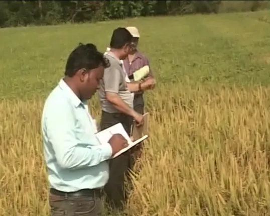 ସମ୍ବଲପୁର ଚକଡା ଚଡକ ସ୍ଥିତି ନେଇ ବିଶେଷଜ୍ଞଙ୍କ ସମୀକ୍ଷା । ପ୍ରଭାବିତ ଅଂଚଳ ଗସ୍ତ କରି ଚାଷୀଙ୍କ ସହ ଆଲୋଚନା କଲେ ୩ କୃଷି ବୈଜ୍ଞାନିକ