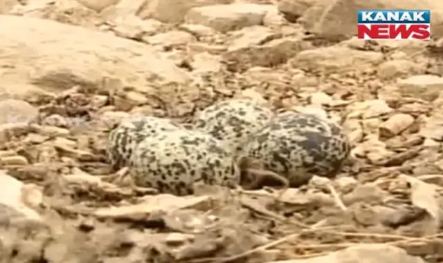 ହୀରାକୁଦ ଜଳଭଣ୍ଡାରରେ ଅସୁରକ୍ଷିତ ଅତିଥି ! ନଷ୍ଟ ହେଉଛି ବଂଶବିସ୍ତାର ପାଇଁ ଆସିଥିବା ବିଦେଶୀ ପକ୍ଷୀଙ୍କ ଅଣ୍ଡା