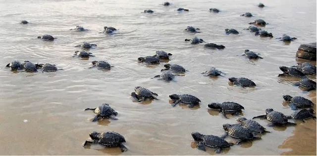 ଚନ୍ଦ୍ରଭାଗା ବେଳାଭୂମିରେ ଅସୁରକ୍ଷିତ ଅଲିଭ୍‌ ରିଡ୍‌ଲେ : ପୁଣି ୨୦ ମୃତଦେହ ଉଦ୍ଧାର