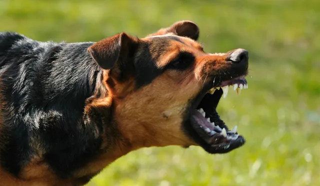 କୁକୁର କାମୁଡିଲେ କରିବେ କଣ? ତୁରନ୍ତ କରନ୍ତୁ ଏହି ଗୋଟିଏ କାମ ଆଉ ନେବାକୁ ପଡିବ ନାହିଁ ୧୪ଟି ଇଂଜେକସନ