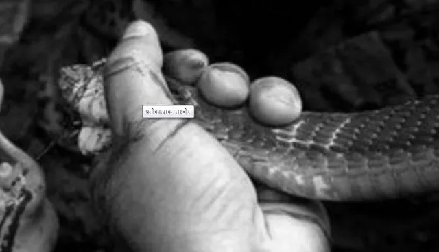 ସାପ ଧରି ଅଭିନୟ କରିବା ପଡିଲା ମହଙ୍ଗା, ମଂଚ ଉପରେ ଟଳି ପଡିଲେ ଅଭିନେତ୍ରୀ ।