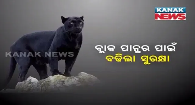 କଳାବାଘ ପାଇଁ ସୁନ୍ଦରଗଡ ଜଙ୍ଗଲରେ ବଢିଲା ସୁରକ୍ଷା ! ନଜର ରଖିବା ପାଇଁ ବନ ବିଭାଗ କଲେ ୱାଚ୍ ଟାୱାର