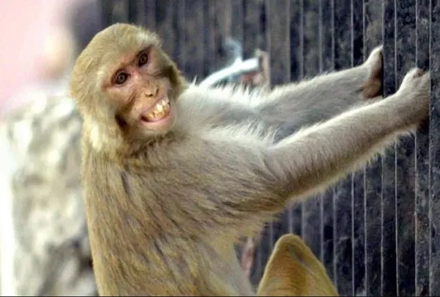 ସାବଧାନ୍ ! ମାତିଛନ୍ତି ଲୁଟେରା ମାଙ୍କଡ, ଲୋକଙ୍କ ହାତରୁ ଝାମ୍ପି ନେଇଯାଉଛନ୍ତି ଟଙ୍କା ଆଉ ତା’ପରେ......