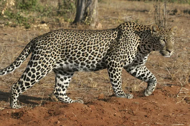 ରାଜ୍ୟରେ ବଢିଛି କି ବାଘ ସଂଖ୍ୟା ? ଚମକାଇ ଦେଲା ବନବିଭାଗ ଅଧିକାରୀଙ୍କ ତଥ୍ୟ, ବରଗଡରେ ଅଛନ୍ତି ୨୦ ବାଘ