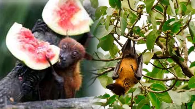 କେରଳ ପରେ ନିପା ଭାଇରସକୁ ନେଇ ସତର୍କ କଲେ ଓଡିଶା ସରକାର ! ୩ ଜଣିଆ ଟିମ୍ ପ୍ରସ୍ତୁତ କରି ନଜର ରଖିବାକୁ ନିର୍ଦ୍ଦେଶ ଦେଲା ସ୍ୱାସ୍ଥ୍ୟ ବିଭାଗ