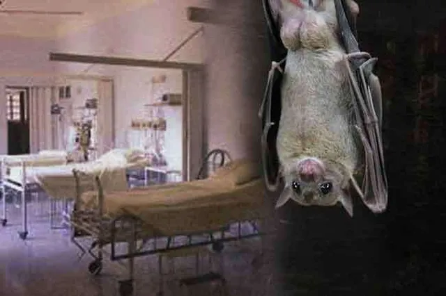 ଥମୁନି ନିପା ଭାଇରସ ଆତଙ୍କ ! ସତର୍କ ରୁହନ୍ତୁ, କୋଲକାତାରେ ଗଲା ଜଣେ ଯବାନଙ୍କ ଜୀବନ । 