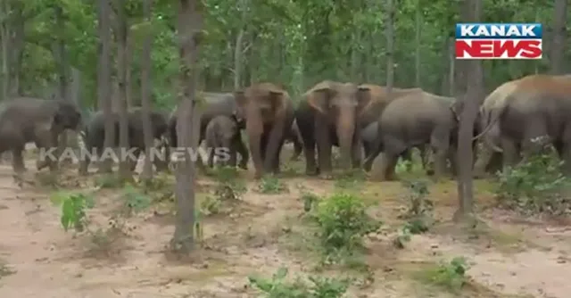 କେନ୍ଦୁଝର ଚମ୍ପୁଆ ରେଞ୍ଜରେ ହାତୀ ପଲଙ୍କ ଉପଦ୍ରବ ! ଧାନ ଫସଲ ଖାଇବା ସହ ପନିପରିବା ନଷ୍ଟ