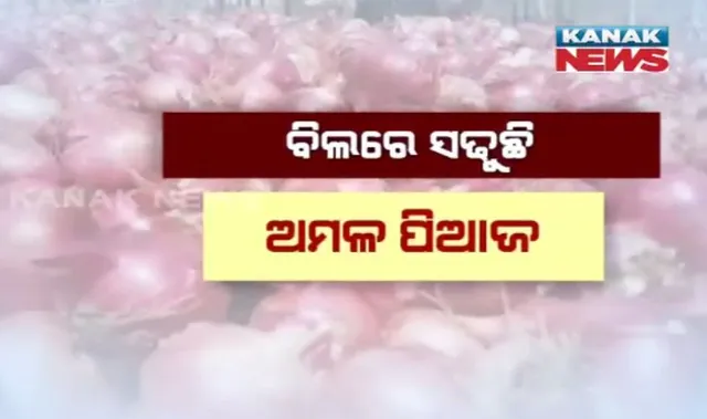 ପିଆଜର ଅଭାବୀ ବିକ୍ରି । କଳାହାଣ୍ଡି ପରେ ଟିଟଲାଗଡ ଅଂଚଳରେ ସଂରକ୍ଷଣର ଅଭାବ ଯୋଗୁଁ ଅସନ୍ତୁଷ୍ଟ ଚାଷୀ । କିଲୋ ପିଛା ୫ରୁ ୭ ଟଙ୍କାରେ ବାହାର ରାଜ୍ୟକୁ ହେଉଛି ଚାଲାଣ