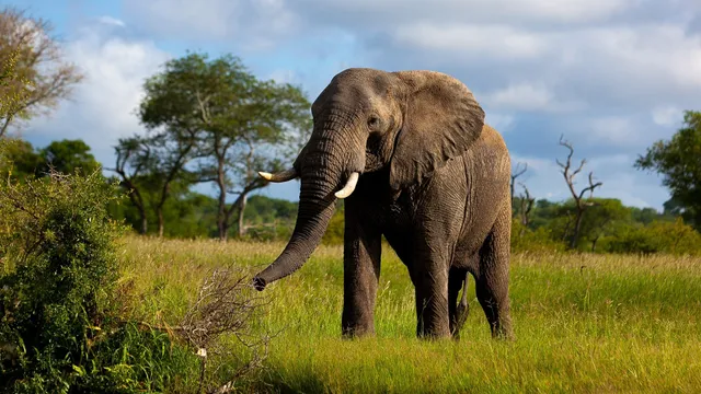 ବାଘ,ହାତୀ ପରେ ଧର୍ମେନ୍ଦ୍ର ବଢାଇଲେ ଜଙ୍ଗଲମନ୍ତ୍ରୀଙ୍କ ଟେନସନ ! ବାସୁଦେବପୁରରେ ଦୋହଲିଯିବ କି ବିଜୟଶ୍ରୀଙ୍କ ଗଡ ?