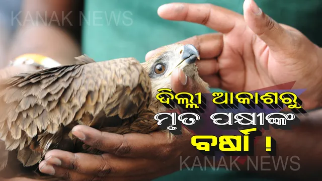 ଦିଲ୍ଲୀ ଆକାଶରୁ ଟଳି ପଡ଼ୁଛନ୍ତି ଶହ ଶହ ପକ୍ଷୀ ! କାରଣ ଜାଣିଲେ ଆଶ୍ଚର୍ଯ୍ୟ ହେବେ