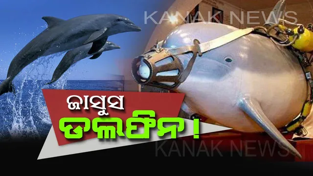 ଡଲଫିନ କରୁଥିଲା ଗୁଇନ୍ଦାଗିରି ! ବମ ଖଞ୍ଜିବା ସହ ସବମେରିନ ଓ ଜାହଜଙ୍କୁ ଧ୍ୱଂସ କରିବାରେ ଥିଲା ମାହିର