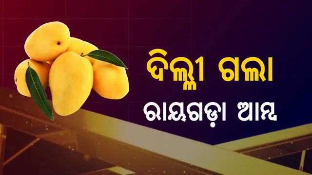 ଦିଲ୍ଲୀ ବଜାରରେ ଚମକିବ ରାୟଗଡ଼ାର ଆମ୍ବ । ପ୍ରଥମ ପର୍ଯ୍ୟାୟରେ ଗଲା ସାଢ଼େ ୪ ହଜାର କ୍ୱିଣ୍ଟାଲ ଆମ୍ବ