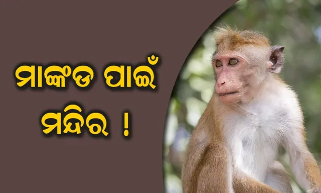 ଫିଲ୍ମ ନୁହେଁ ସତ କାହାଣୀ ! ମାଙ୍କଡ ନାଁରେ ନିଜର ସମସ୍ତ ସମ୍ପତ୍ତି କରି ଚର୍ଚ୍ଚାରେ ମହିଳା ।