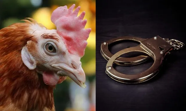 କୁକୁଡାକୁ ହତ୍ୟା ! ଆଇପିସି ଧାରା ୪୨୯ ଅନୁଯାୟୀ ନିଆଯିବ କାର୍ଯ୍ୟାନୁଷ୍ଠାନ ।