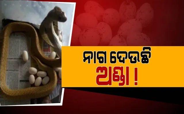 ଭୁବନେଶ୍ୱରରେ ନାଗସାପ ଦେଲା ୨୩ଟି ଅଣ୍ଡା ! ଭାଇରାଲ ହେଲା ନାଗସାପ ଅଣ୍ଡା ଦେବାର ଭିଡ଼ିଓ