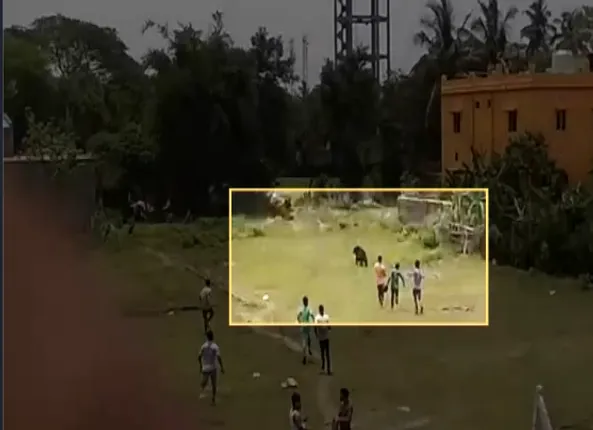 ସହର ଭିତରେ ଘୁରି ବୁଲୁଛି ଭାଲୁ ! ଯାଜପୁର ବ୍ୟାସନଗରରେ ଭାଲୁ ଆତଙ୍କ