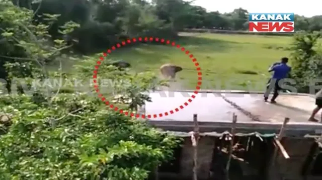 ଗଞ୍ଜାମ ଦିଗପହଣ୍ଡିରୁ ଆସିଲା ହାତୀ ଆକ୍ରମଣର ଲାଇଭ ଭିଜୁଆଲ ! କ୍ୟାମେରାରେ କଏଦ ହେଲା ଦଳିଦେବାର ଦୃଶ୍ୟ