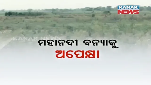 ଦୁଃଖ ଦେଉଛି ଶୁଖିଲା ମହାନାଦୀ : ପାଣି ଅଭାବରୁ ପଡିଆ ପଡିଛି ଜମି
