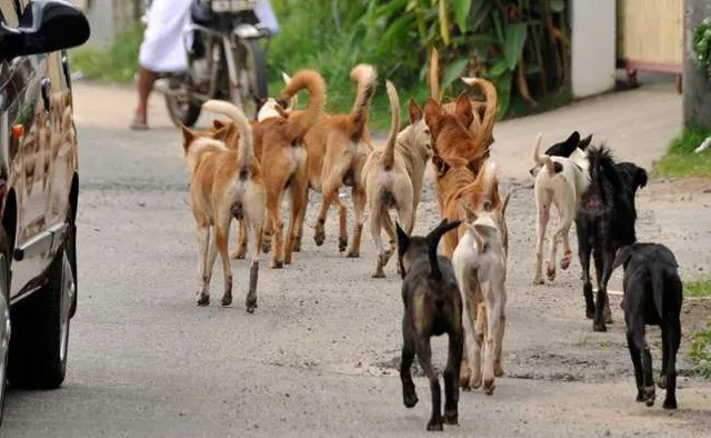 କଂସେଇଖାନା ଯାଉଥିଲେ ୬୦ରୁ ଉର୍ଦ୍ଧ୍ୱ କୁକୁର ! ଅଖା ଖୋଲୁ ଖୋଲୁ ଫିଟିଲା ଗୁମର ।