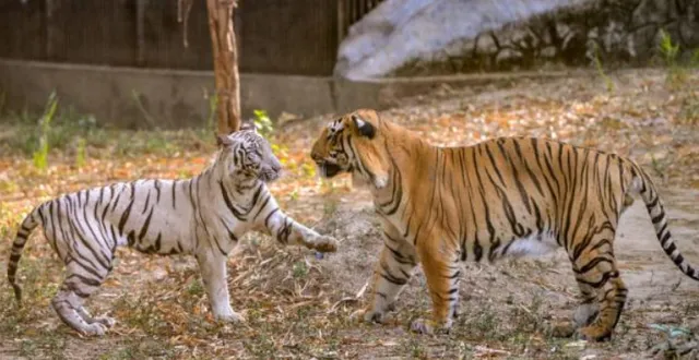 ବାଘ ବାଘୁଣୀଙ୍କ ବିବାହ, ଦେଖିବାକୁ ଜମିଲା ଲୋକଙ୍କ ଭିଡ ।