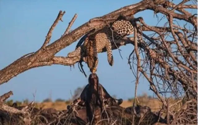 ବିରଳ ଚୁମ୍ବନ ଫଟୋ ! ସୋସିଆଲ୍ ମିଡିଆରେ ଭାଇରାଲ୍ ହେଲା ଚିତାବାଘ ମଇଁଷିର ଚୁମ୍ବନ ଫଟୋ ।